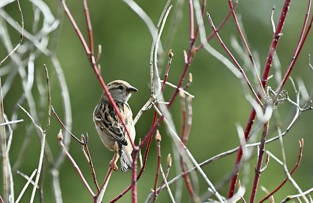 Free download bird house sparrow animal avian free picture to be edited with GIMP free online image editor