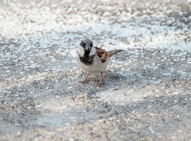 Free download bird house sparrow ornithology free picture to be edited with GIMP free online image editor