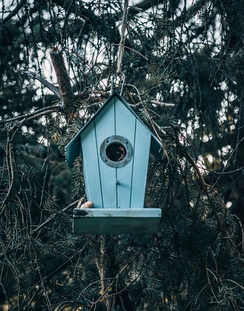 Free download bird house tree forest nature free picture to be edited with GIMP free online image editor