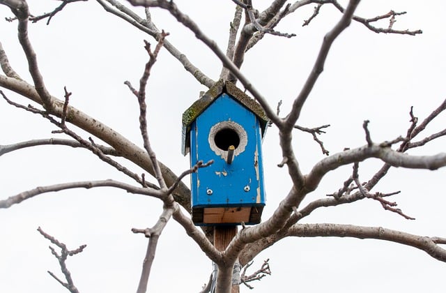 Free download bird house tree nesting box free picture to be edited with GIMP free online image editor