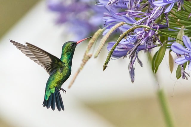 Free download bird hummingbird flower wildlife free picture to be edited with GIMP free online image editor