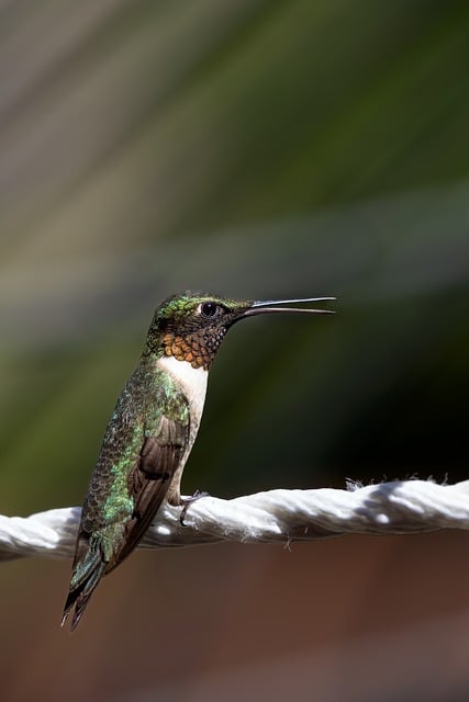 Free download bird hummingbird hd wallpaper free picture to be edited with GIMP free online image editor