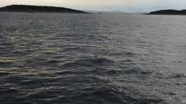 Free download Bird Hunting Plunge Into The -  free video to be edited with OpenShot online video editor