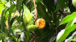 Free download Birdie Parakeet Bird -  free video to be edited with OpenShot online video editor