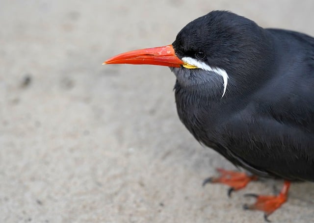 Free download bird inca tern beak feathers free picture to be edited with GIMP free online image editor