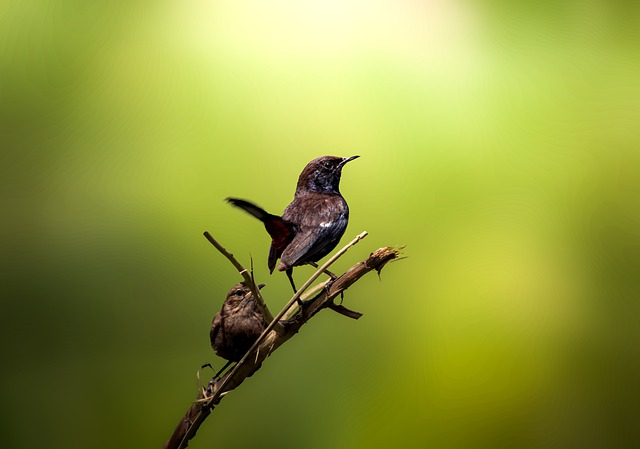 Free download bird indian robin wildlife wild free picture to be edited with GIMP free online image editor