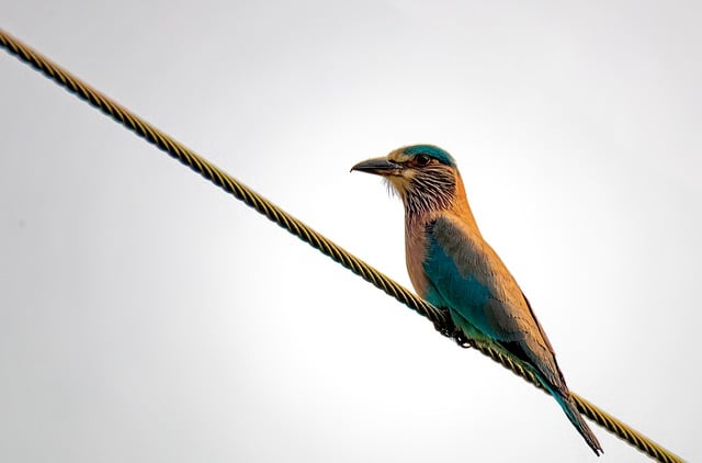 Scarica gratuitamente l'immagine gratuita della natura della fauna selvatica del rullo indiano dell'uccello da modificare con l'editor di immagini online gratuito GIMP