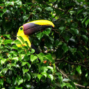 Bird in the grove  screen for extension Chrome web store in OffiDocs Chromium