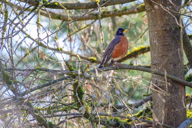 Free download bird in the tree small bird n bird free picture to be edited with GIMP free online image editor