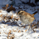 bird in the winter sky  screen for extension Chrome web store in OffiDocs Chromium