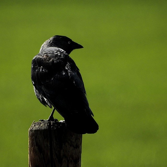 Free picture Bird Jackdaw Black Raven -  to be edited by GIMP free image editor by OffiDocs