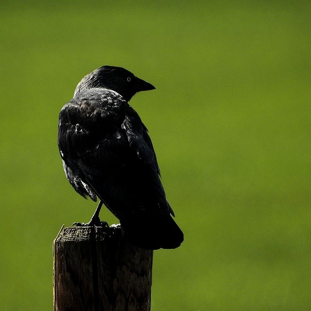 Free download Bird Jackdaw Black Raven -  free photo or picture to be edited with GIMP online image editor