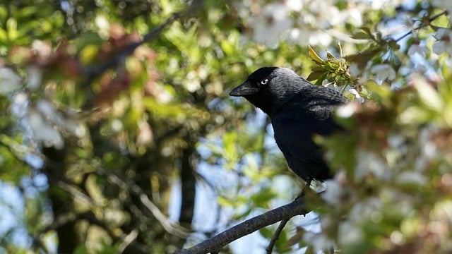 Free download bird jackdaw ornithology species free picture to be edited with GIMP free online image editor