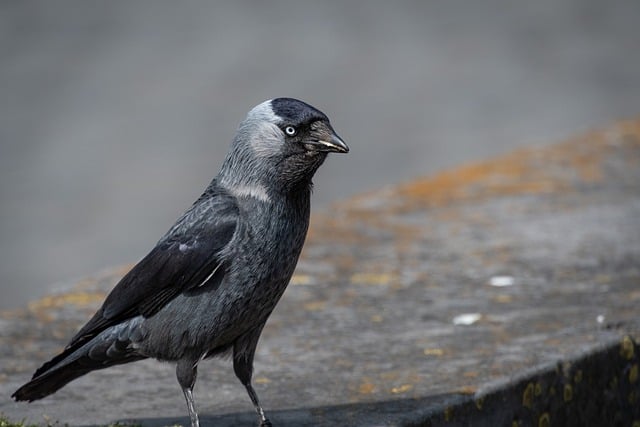Free download bird jackdaw songbird free picture to be edited with GIMP free online image editor