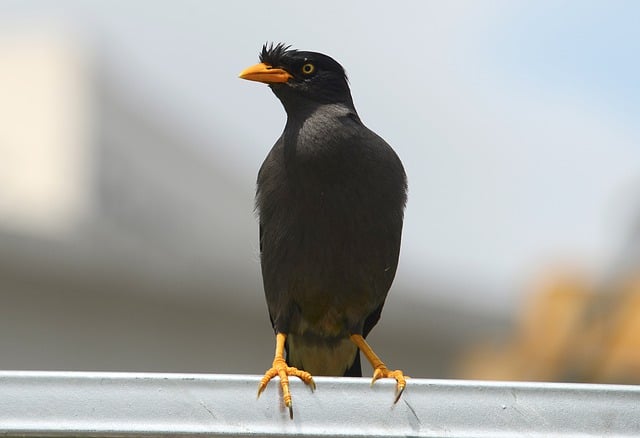 Free download bird javan myna feathers beak free picture to be edited with GIMP free online image editor
