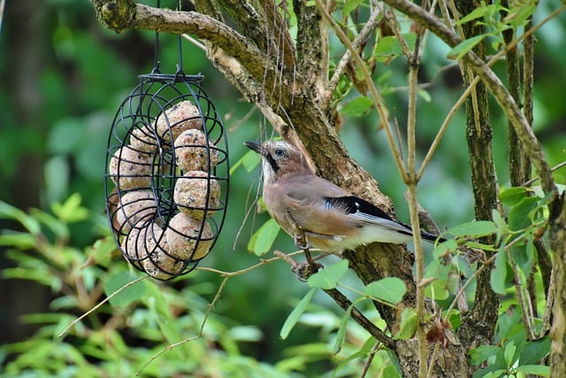 Free download bird jay animal bird watching free picture to be edited with GIMP free online image editor