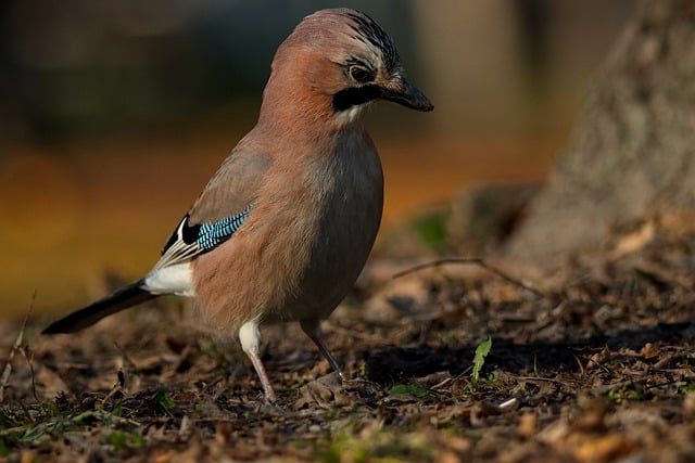 Бесплатно скачать птица сойка перья животное природа бесплатное изображение для редактирования в GIMP бесплатный онлайн-редактор изображений