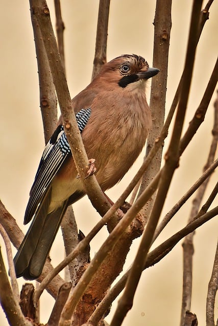 Free download bird jay matry bird winged fauna free picture to be edited with GIMP free online image editor
