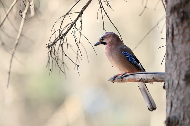 Free download bird jay ornithology species fauna free picture to be edited with GIMP free online image editor