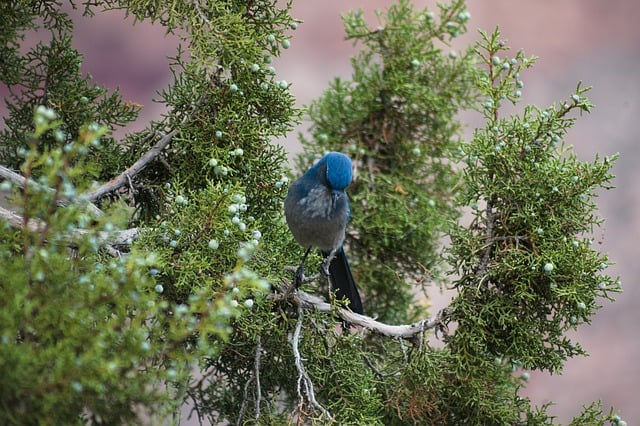 Free download bird jay ornithology summer tree free picture to be edited with GIMP free online image editor