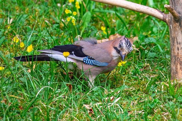 Free download bird jay wild bird bird watching free picture to be edited with GIMP free online image editor