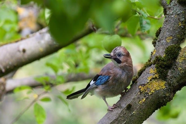 Free download bird jay wildlife close up free picture to be edited with GIMP free online image editor
