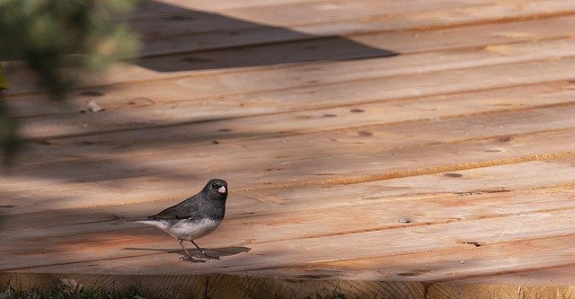 Free download Bird Junco Snowbird -  free photo or picture to be edited with GIMP online image editor