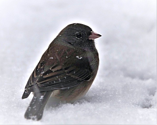 Безкоштовно завантажте Bird Junco Sparrow Black And - безкоштовне фото або зображення для редагування за допомогою онлайн-редактора зображень GIMP