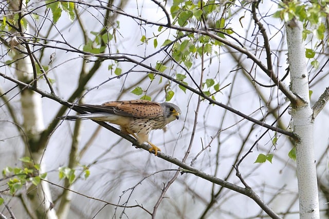 Free download bird kestrel ornithology species free picture to be edited with GIMP free online image editor