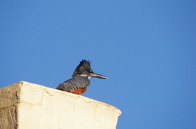 Free download Bird Kingfisher -  free photo or picture to be edited with GIMP online image editor