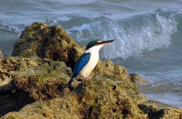 Ücretsiz indir Bird Kingfisher Andaman Collared - GIMP çevrimiçi resim düzenleyici ile düzenlenecek ücretsiz fotoğraf veya resim