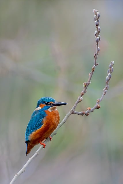 Free download bird kingfisher animal plumage free picture to be edited with GIMP free online image editor