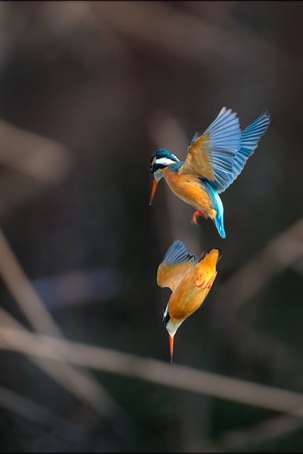 Free download bird kingfisher beak wings free picture to be edited with GIMP free online image editor