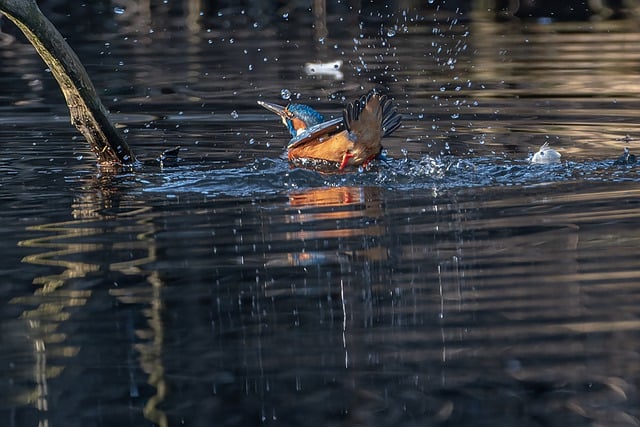 Free download bird kingfisher bird watching free picture to be edited with GIMP free online image editor