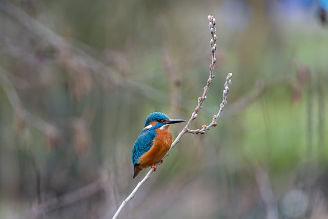 Free download bird kingfisher branch wildlife free picture to be edited with GIMP free online image editor