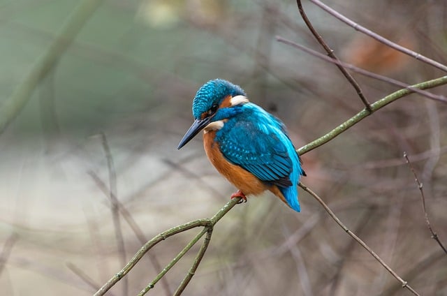 Free download bird kingfisher fish hunter winter free picture to be edited with GIMP free online image editor
