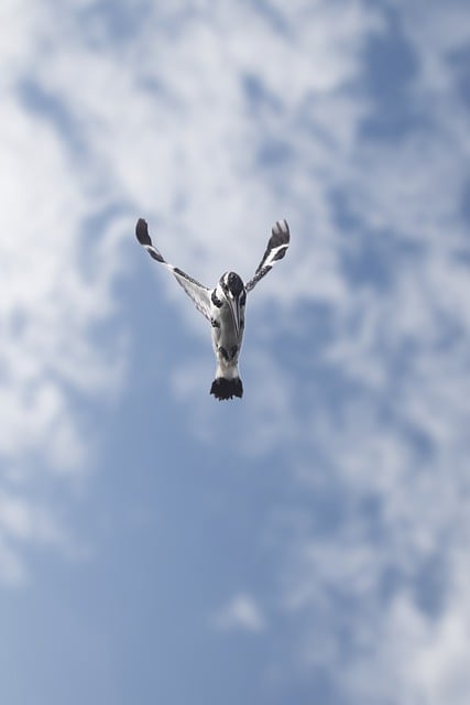 青い空を飛んでいる鳥のカワセミを無料でダウンロード GIMP で編集できる無料のオンライン画像エディターの無料画像