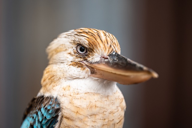 Free download bird kingfisher kookaburra free picture to be edited with GIMP free online image editor