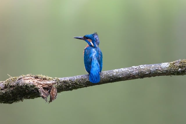 Free download bird kingfisher ornithology species free picture to be edited with GIMP free online image editor