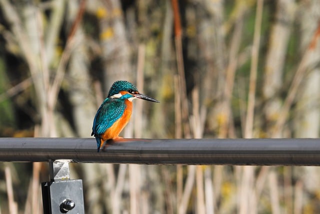 Scarica gratuitamente un'immagine gratuita di martin pescatore di uccelli seduto con animali da modificare con l'editor di immagini online gratuito GIMP