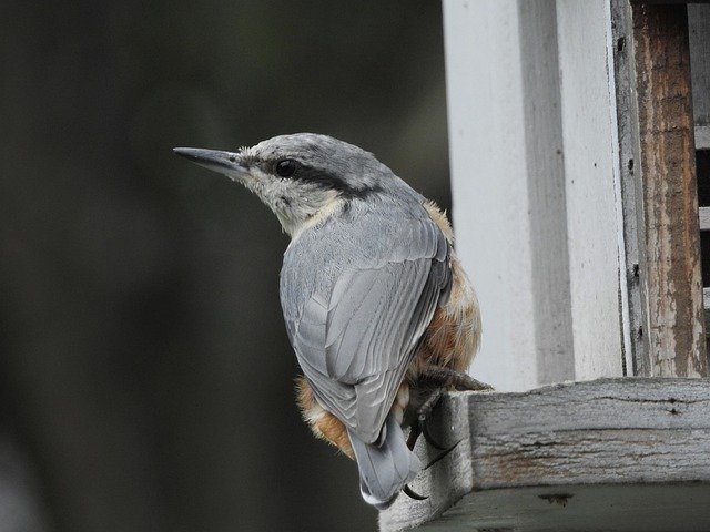 Descarga gratuita Bird Kleiber Nature: foto o imagen gratuita para editar con el editor de imágenes en línea GIMP