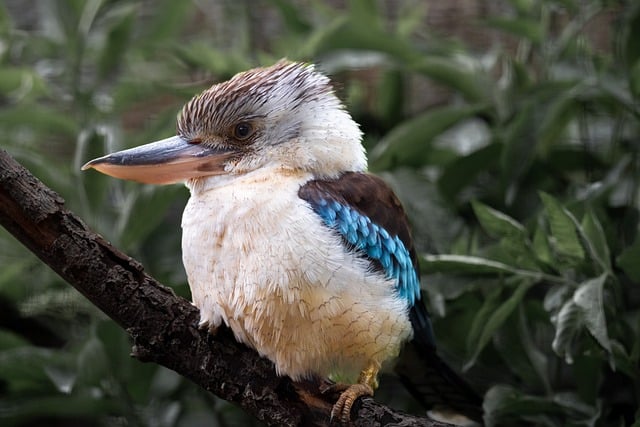 Free download bird kookaburra laughing kookaburra free picture to be edited with GIMP free online image editor