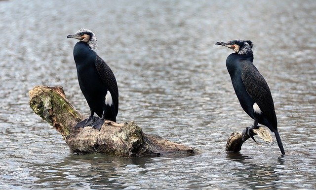 Descarga gratuita Bird Lake Feather: foto o imagen gratuita para editar con el editor de imágenes en línea GIMP