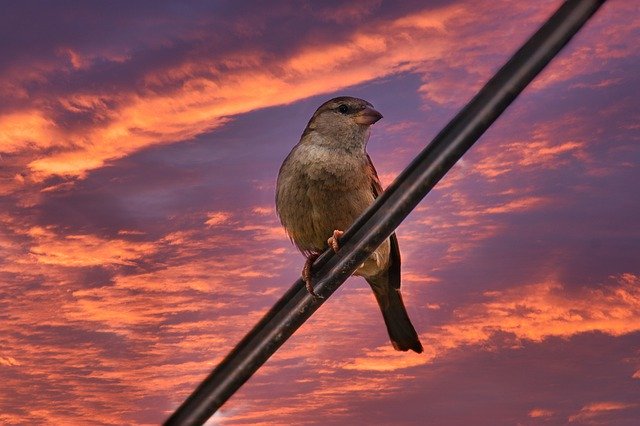 دانلود رایگان Bird Landscape Sparrow - عکس یا تصویر رایگان قابل ویرایش با ویرایشگر تصویر آنلاین GIMP