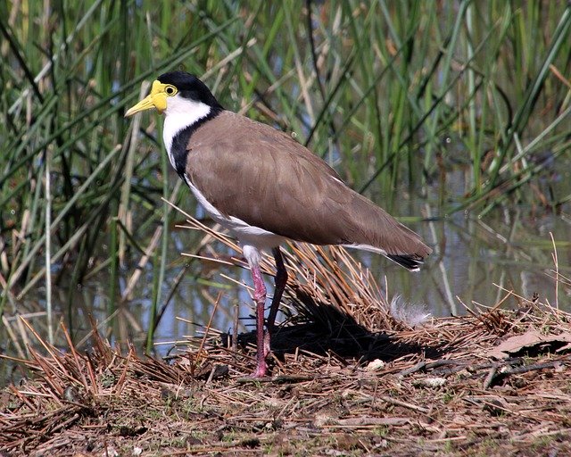 Free download Bird Lapwing Australian -  free photo or picture to be edited with GIMP online image editor