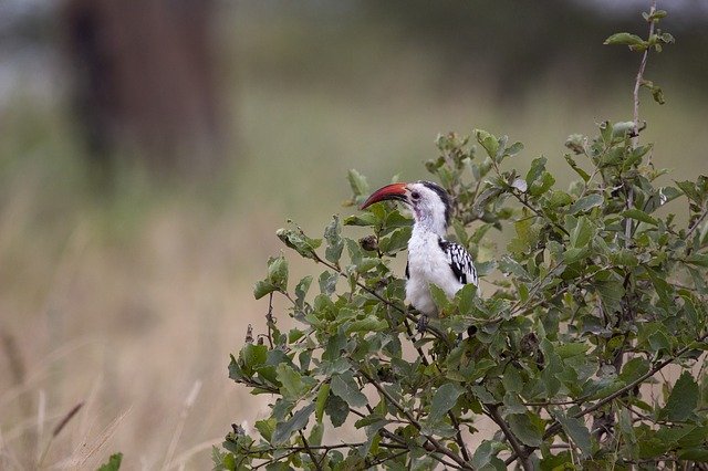 دانلود رایگان Bird Large Beak - عکس یا تصویر رایگان قابل ویرایش با ویرایشگر تصویر آنلاین GIMP