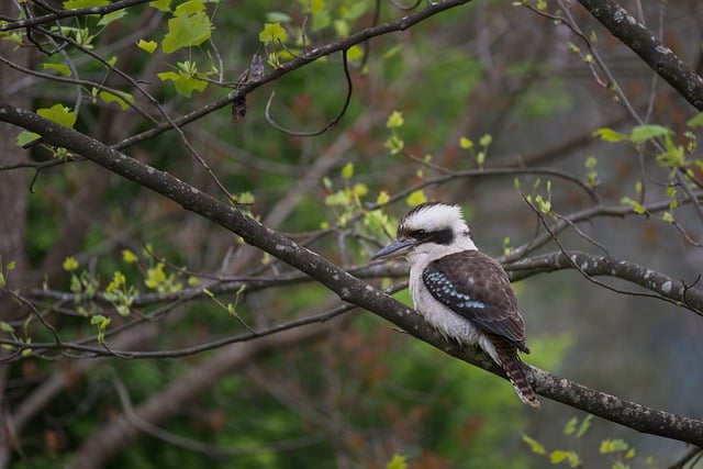 Free download bird laughing kookaburra feathers free picture to be edited with GIMP free online image editor