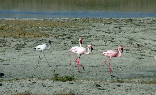 تحميل مجاني Bird Lesser Flamingo Phoeniconaias - صورة مجانية أو صورة لتحريرها باستخدام محرر الصور عبر الإنترنت GIMP
