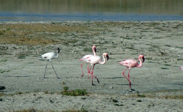 Free download Bird Lesser Flamingo Phoeniconaias -  free photo or picture to be edited with GIMP online image editor