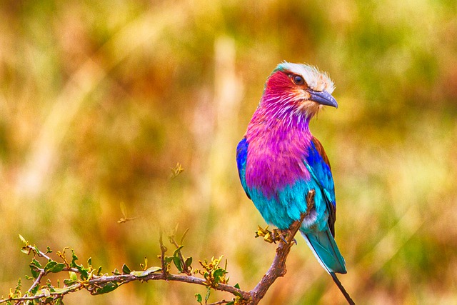 Free download bird lilac breasted roller free picture to be edited with GIMP free online image editor